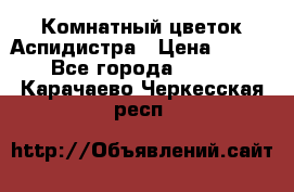 Комнатный цветок Аспидистра › Цена ­ 150 - Все города  »    . Карачаево-Черкесская респ.